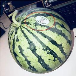 沧州吃瓜网红,揭秘当地美食与趣事