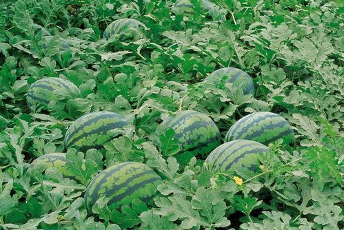 淄博网红吃瓜群微信